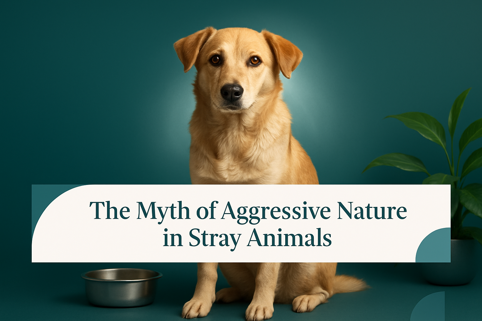 The Myth of Aggressive Nature in Stray Animals